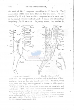 Draconema haswelli