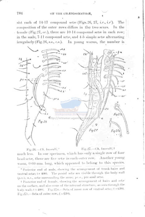 Draconema haswelli