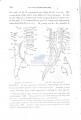 Nematoda (roundworms)