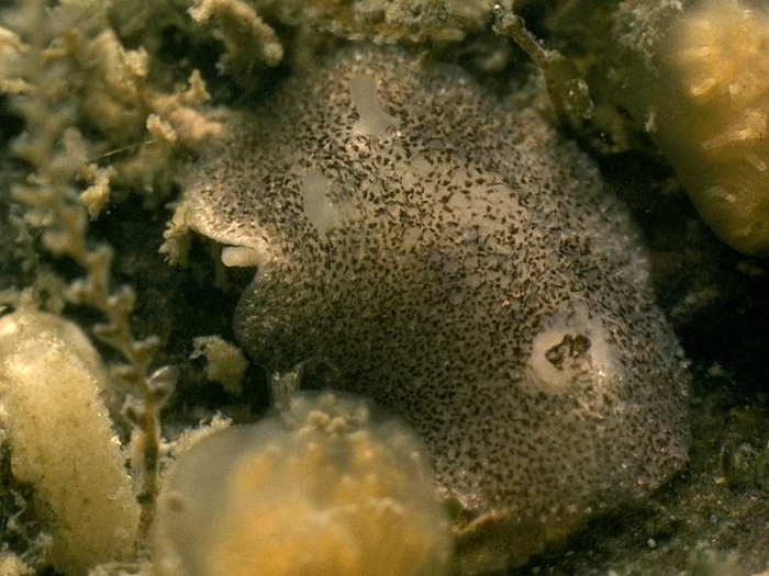 Onchidoris pusilla (Alder & Hancock, 1845)