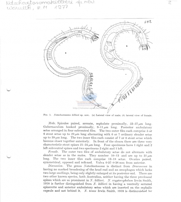 Notochaetosoma killieri