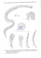 Nematoda (roundworms)