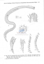 Notochaetosoma tenax