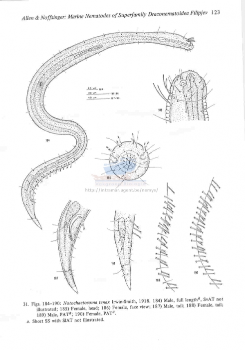 Notochaetosoma tenax