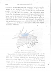 Notochaetosoma tenax