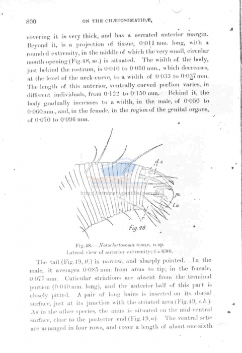 Notochaetosoma tenax