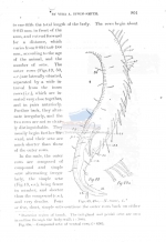 Notochaetosoma tenax