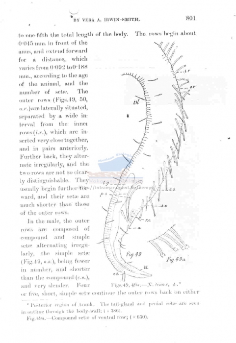 Notochaetosoma tenax