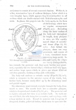 Notochaetosoma tenax