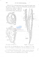 Notochaetosoma tenax