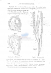 Notochaetosoma tenax