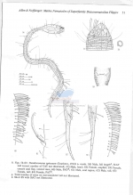 Paradraconema spinosum