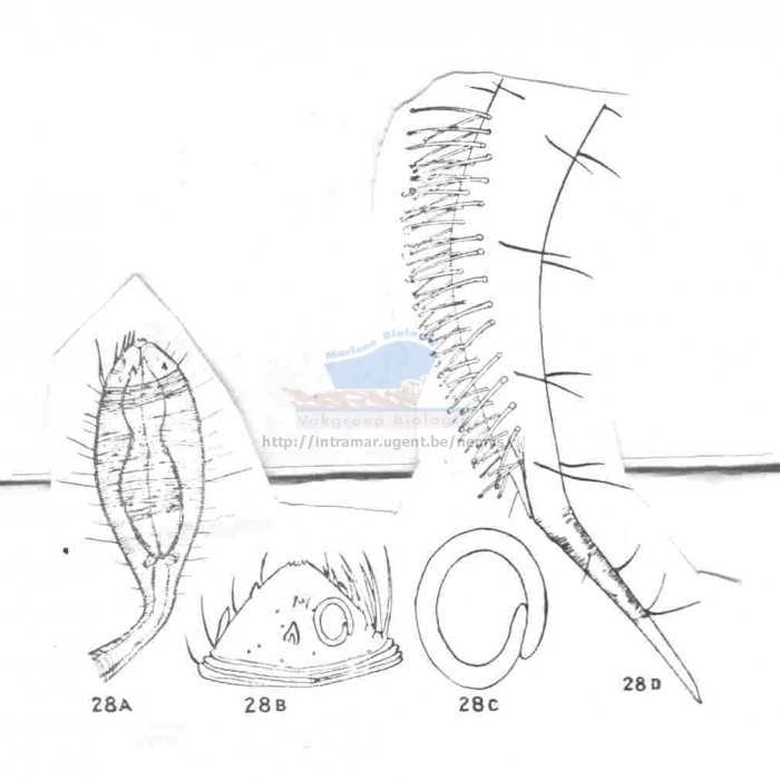 Paradraconema spinosum