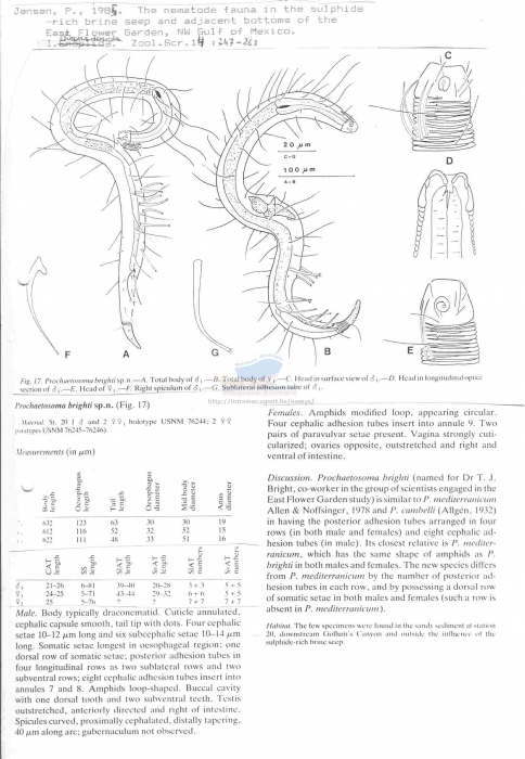 Prochaetosoma brighti