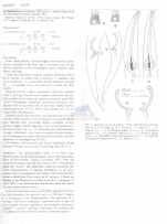 Aponema torosus