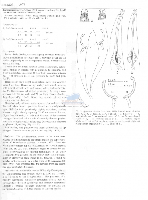 Aponema torosus