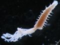 Polychaeta (bristle worms)