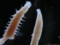 Polychaeta (bristle worms)