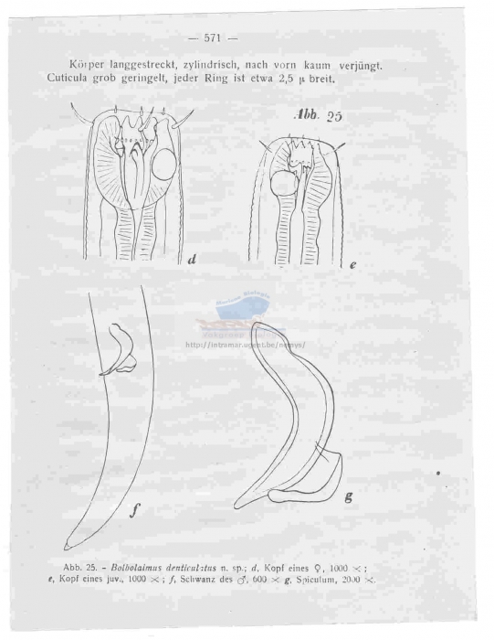 Bolbolaimus denticulatus