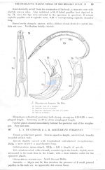 Calomicrolaimus honestus