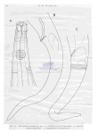 Nematode file-library of the Marine Biology Section (Ghent University, Belgium)