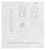 Calomicrolaimus microseta