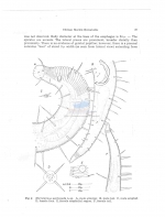 Calomicrolaimus pecticauda