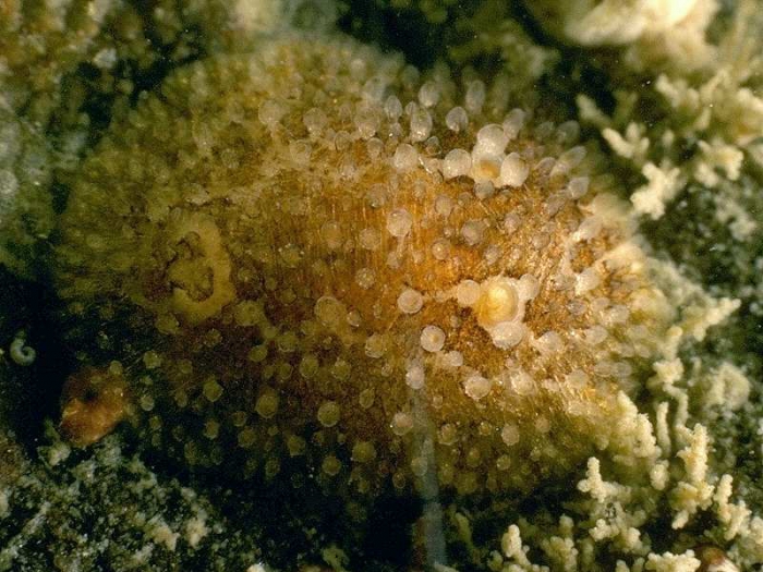 Onchidoris sparsa (Alder & Hancock, 1846)