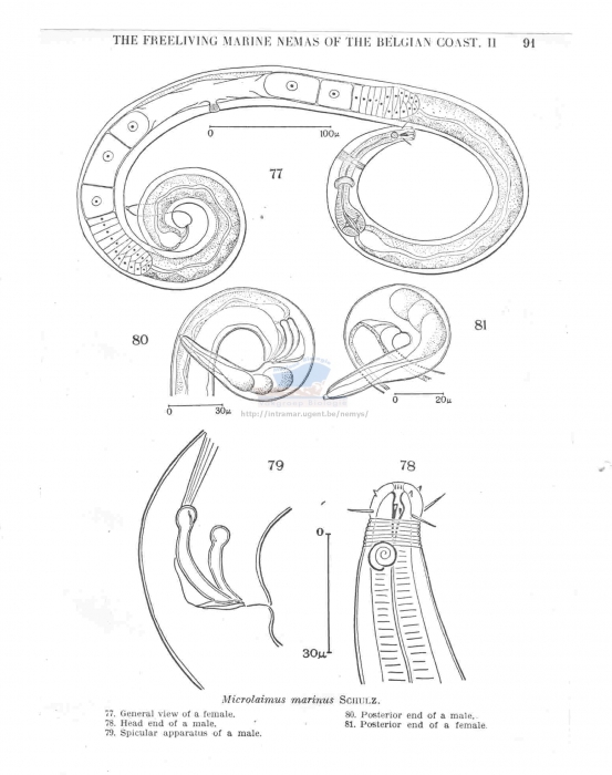 Microlaimus marinus