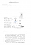 Nematode file-library of the Marine Biology Section (Ghent University, Belgium)