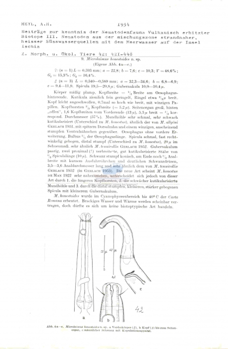 Microlaimus honestoides