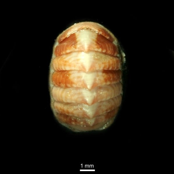 Tonicella rubra