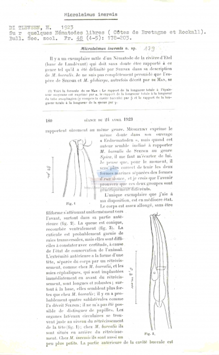 Microlaimus inermis