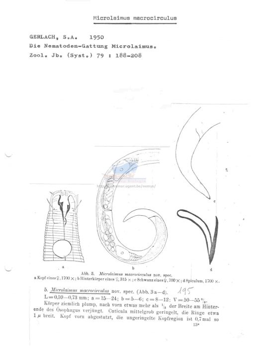 Microlaimus macrocirculus