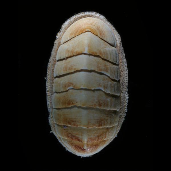 Ischnochiton albus