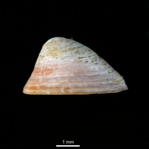 Erginus rubellus