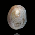 Mollusca (molluscs)