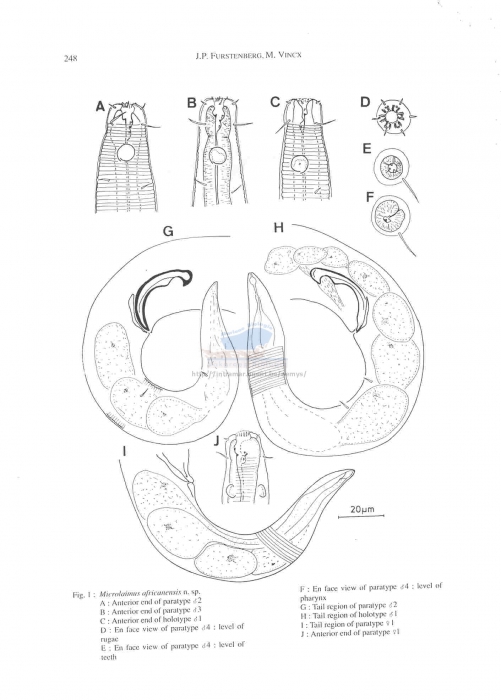 Microlaimus africanensis