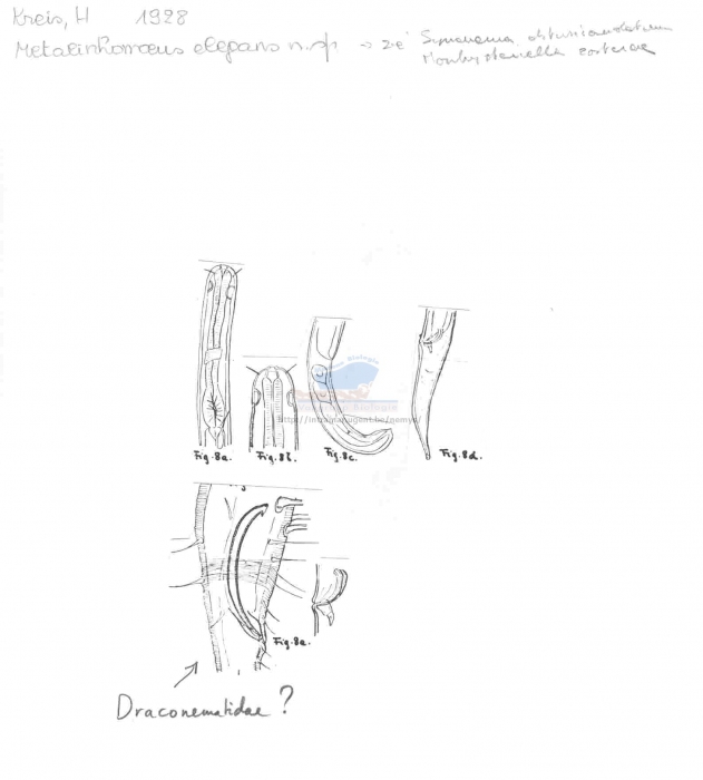 Synonema obtusicaudatum