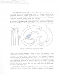 Nematode file-library of the Marine Biology Section (Ghent University, Belgium)