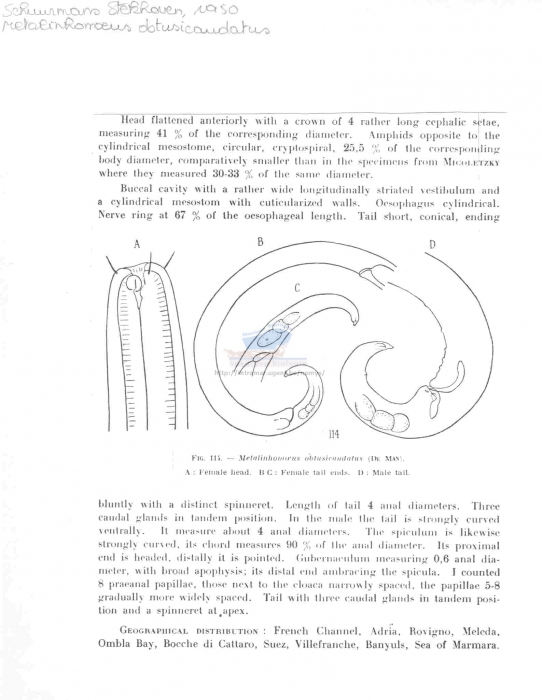 Synonema obtusicaudatum