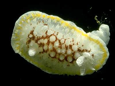 Diaphorodoris luteocincta (M Sars, 1870)