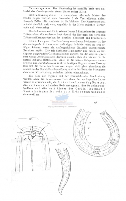 Synonema triadenophorum