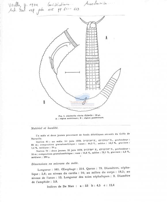 Alaimella cincta