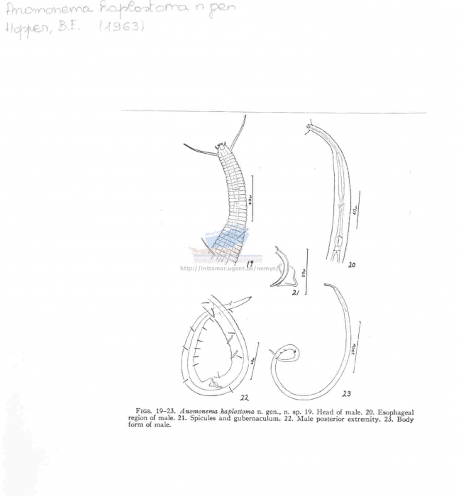 Anomonema haplostoma