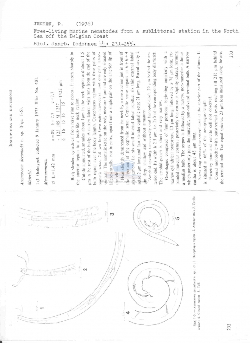 Anomonema deconincki