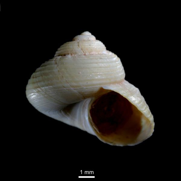 Margarites groenlandicus Margarites groenlandicus