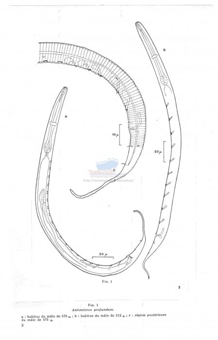 Antomicron profundum