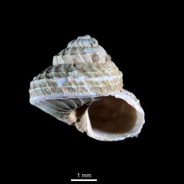 Margarites costalis