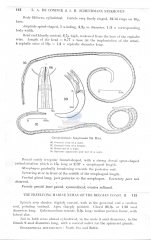 Camacolaimus longicauda